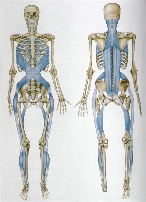 The Spiral Line One Of The Anatomy Trains Myofascial Meridians Image