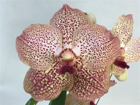 Vanda Sandy Spots Rispen Orchideen Wichmann De Highest