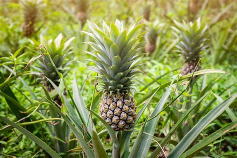 How Long Does It Take A Pineapple To Grow [Inc. After It Flowers]?