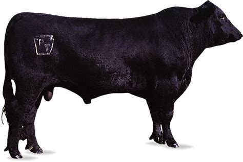 Beef cattle breeds | Meat Production, Domestication, Cattle, List ...