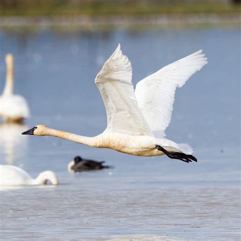 Tundra Swan – California Ricelands Waterbird Foundation