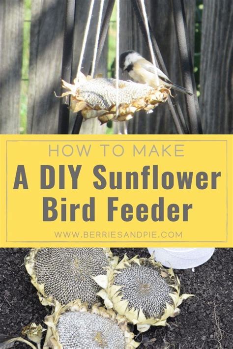 Sunflower Seeds For Birds Sunflower Head Sunflower Crafts Bird