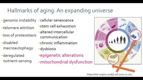 Hallmarks Of Aging CureDAO Transhuman Coin THC SAB Meeting 2022 01