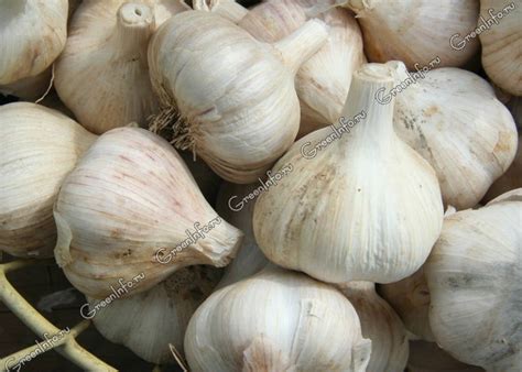 Чеснок яровой – от посадки до урожая