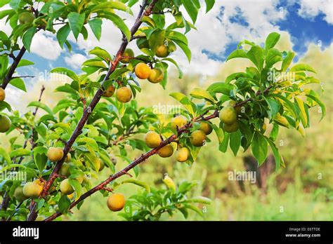 Yellow plum tree hi-res stock photography and images - Alamy