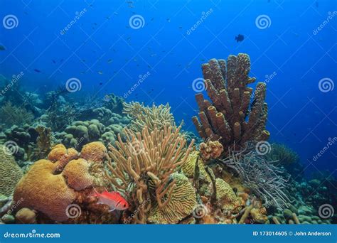 Caribbean Coral Garden Stock Image Image Of Reef Dutch 173014605