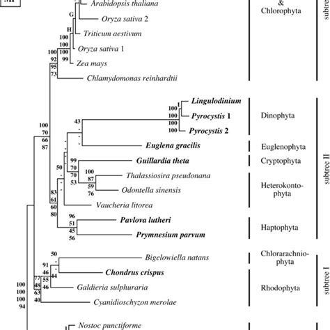 Origin of plastids through primary endosymbiosis and distribution via ...