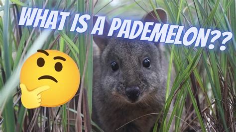 WHAT IS A PADEMELON!!? - YouTube