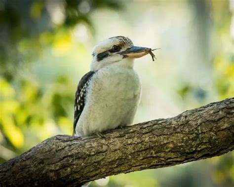 Laughing Kookaburra - Facts, Diet, Habitat & Pictures on Animalia.bio