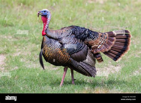 Eastern Wild Turkey Male Meleagris Gallopavo In Full Off