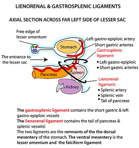 Instant Anatomy - Abdomen - Ligaments - Gastrosplenic ligament