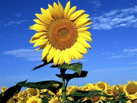 Visita los Campos de Flores en México. ¡Mira dónde ir a disfrutarlos!