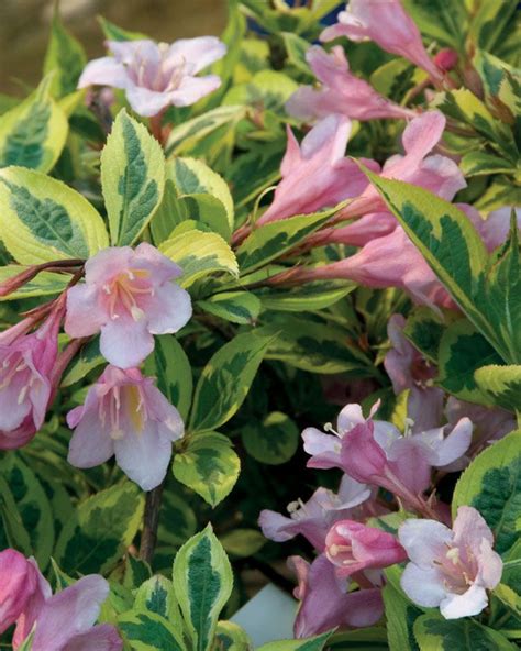 The Most Beautiful Flowering Shrubs For Your Garden