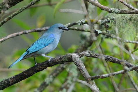 Foto Sanha O De Encontro Azul Thraupis Cyanoptera Por Claudia Komesu