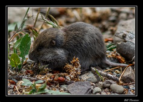 Northern Pocket Gopher 4 I Was Chimping Loon Photographs Flickr