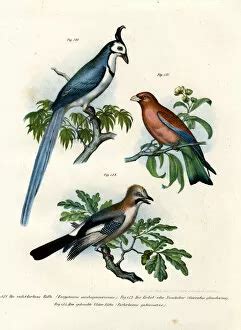 Purple Roller (Rollers, Coraciiformes, Birds)