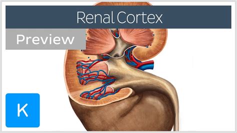 Renal Pelvis: Anatomy, Function And Connections Kenhub, 53% OFF