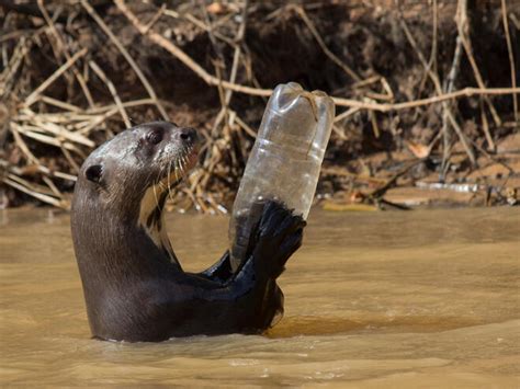 Water Pollution Effects On Animals