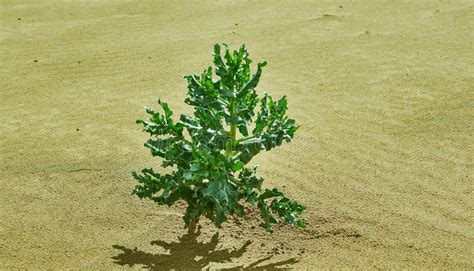 Gobi Desert Plants