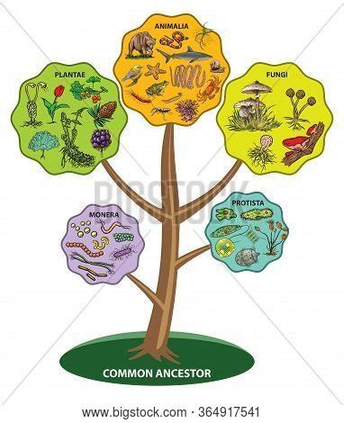 Five Kingdom Classification Monera