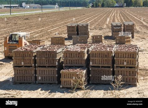 A north Mississippi sweet potato harvesting operation Stock Photo - Alamy