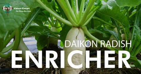 Bio Till Cover Crops Enricher Daikon Radish