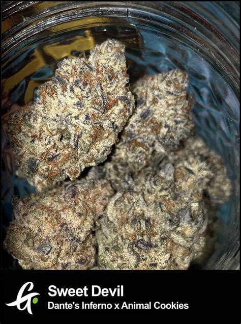 Sweet Devil Strain The Fiery Blend Of Potency And Flavor Greenpoint