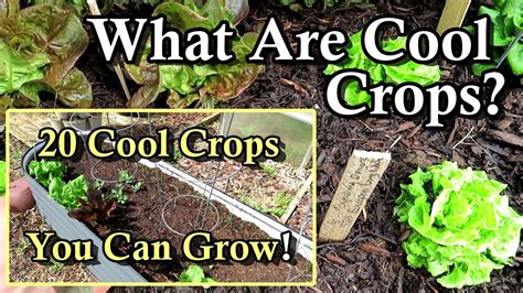 20 Cool Weather Crops You Can Easily Grow What Are Cool Crops When