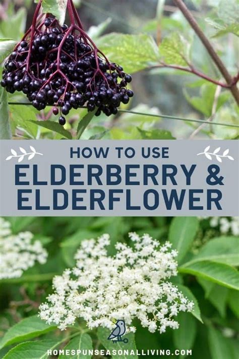 Foraging For Elderberries Elderflowers Identification Look Alikes Uses Artofit