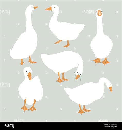 Set Of Cute White Geese Vector Goose Illustration Stock Vector Image And Art Alamy