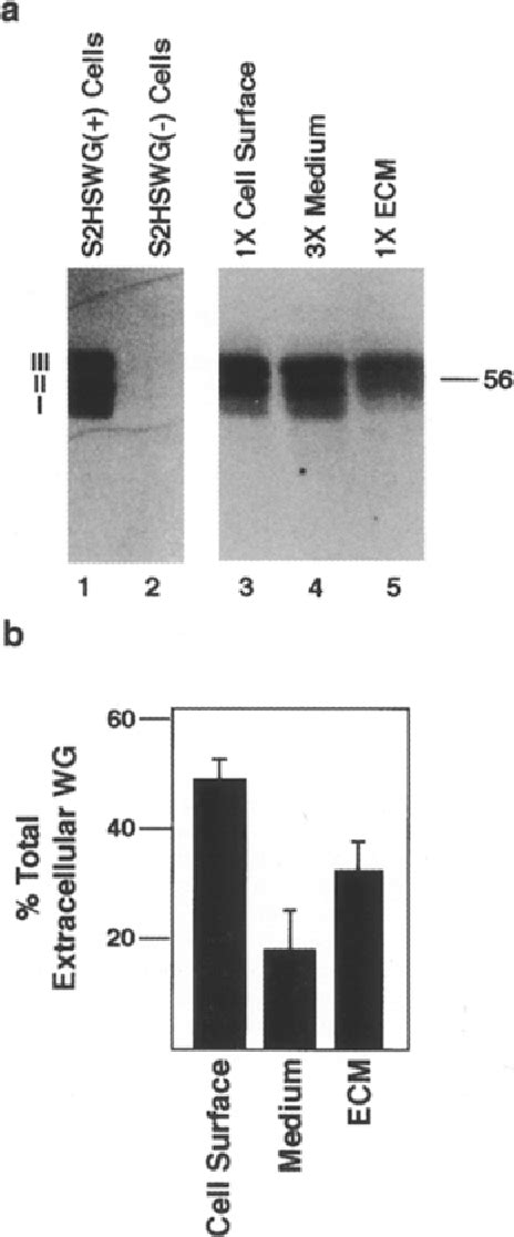 Figure 1 From Glycosaminoglycans Can Modulate Extracellular