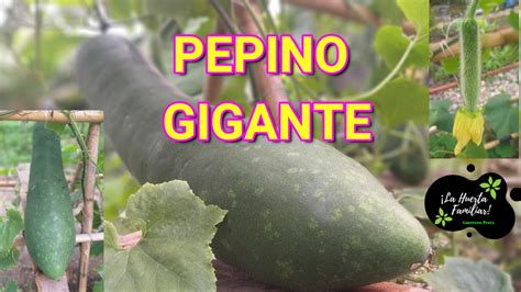 PEPINO GIGANTE DESDE SU SEMILLA FLORACIÓN POLINIZACIÓN SUS FRUTOS