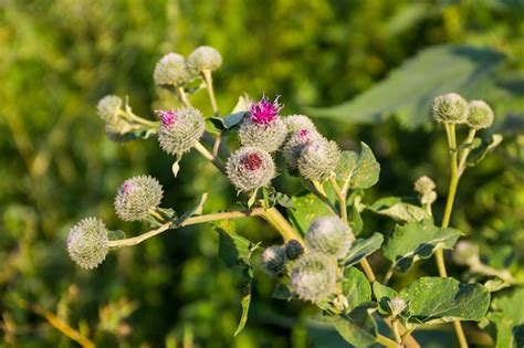 Premium Photo Blooming Burdock Arctium Lappa