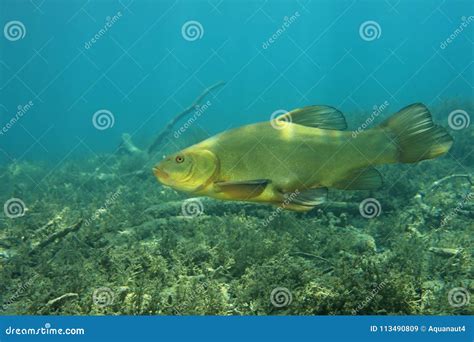 Tench fish underwater stock image. Image of cyprinidae - 113490809