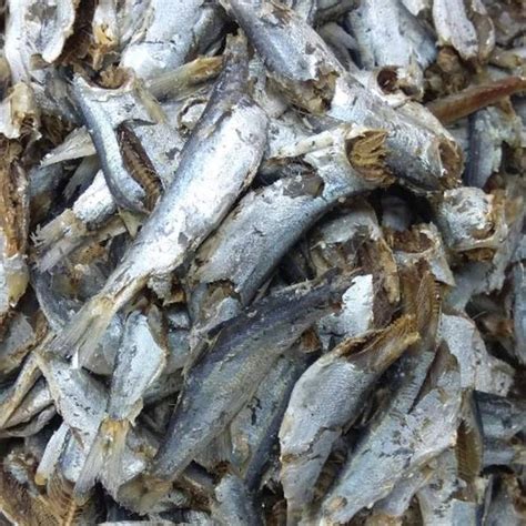 Jual Ikan Sampah Daging Medan Sampah Japu Di Lapak Sumber Jaya Bukalapak