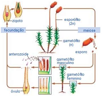 Quest O Analise O Ciclo De Vida De Uma Esp Cie De Bri Fita Que Expressa