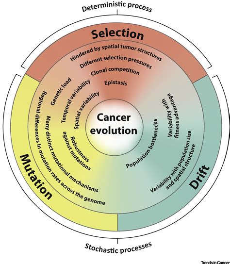 Cancer Evolution And The Limits Of Predictability In Precision Cancer