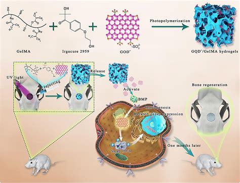 Carbon Dots With Tissue Engineering And Regenerative Medicine Applications Rsc Advances Rsc