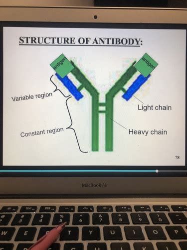 Anatomy 2 Chapter 22 Flashcards Quizlet