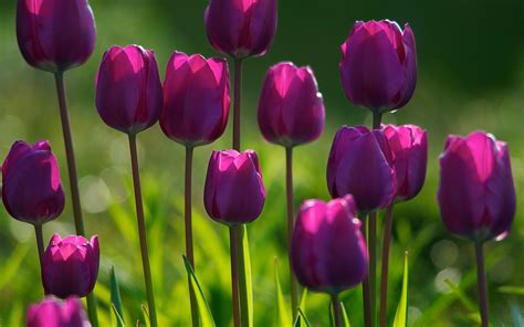 Bed Of Purple Tulips Hd Wallpaper Wallpaper Flare