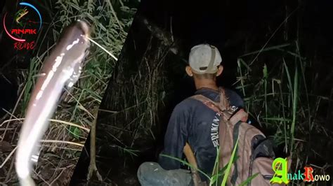 Mancing Malam Streak Monster Ikan Lembat Dan Ikan Baung Mancing