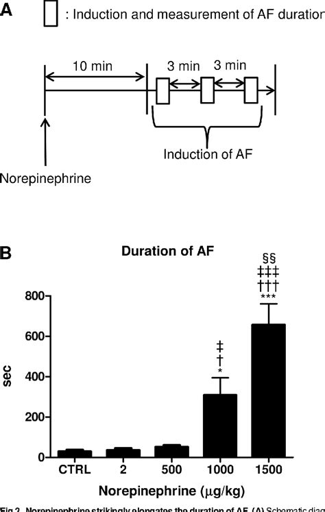 Figure 2 From Norepinephrine Induced Adrenergic Activation Strikingly