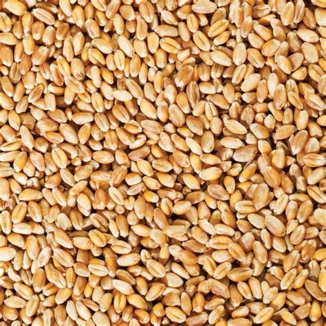 Natural Raj 4037 Wheat Seed For Food Processing Packaging Size Loose At Rs 48 Kg In Indore