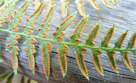 How to collect and clean fern spores - The British Pteridological Society