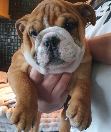 **ENGLISH BULLDOG PUPPIES FOR SALE** | English bulldog puppies, Bulldog ...