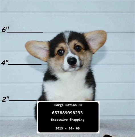 1000+ images about Corgi Puppies on Pinterest | Puppys, Corgis and Baby ...