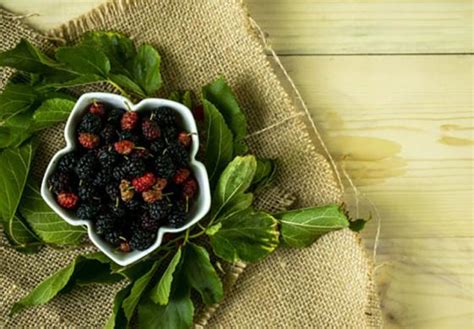 Know All about Mulberries aka Shahtoot: Benefits, Side Effects, etc.