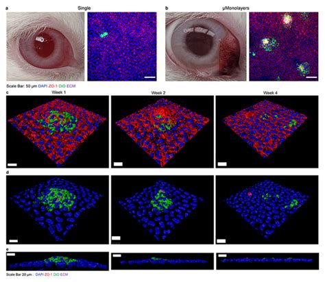 Examples Of Corneal Integratio [image] Eurekalert Science News Releases