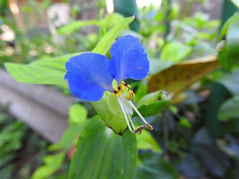 Fleur De Lys Bleue Photo Gratuite Sur Pixabay Pixabay