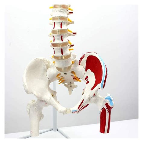 Buy Study Model Anatomical Spine Model Bendable Spine with Muscle